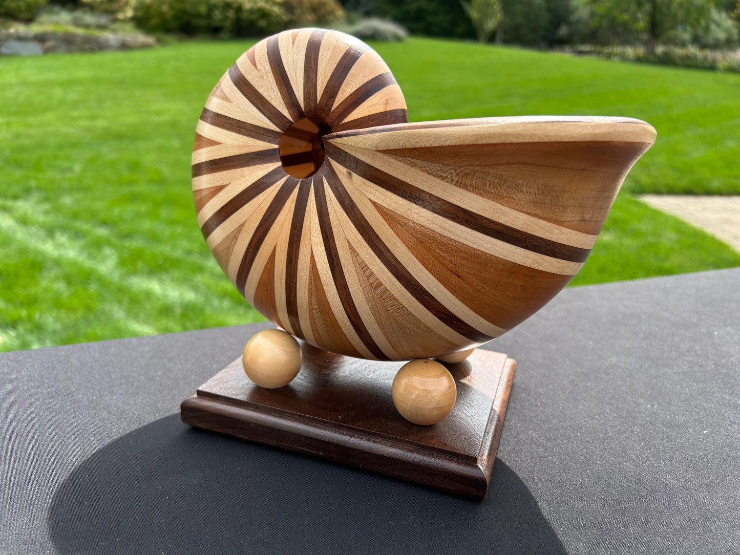 Nautilus Shell