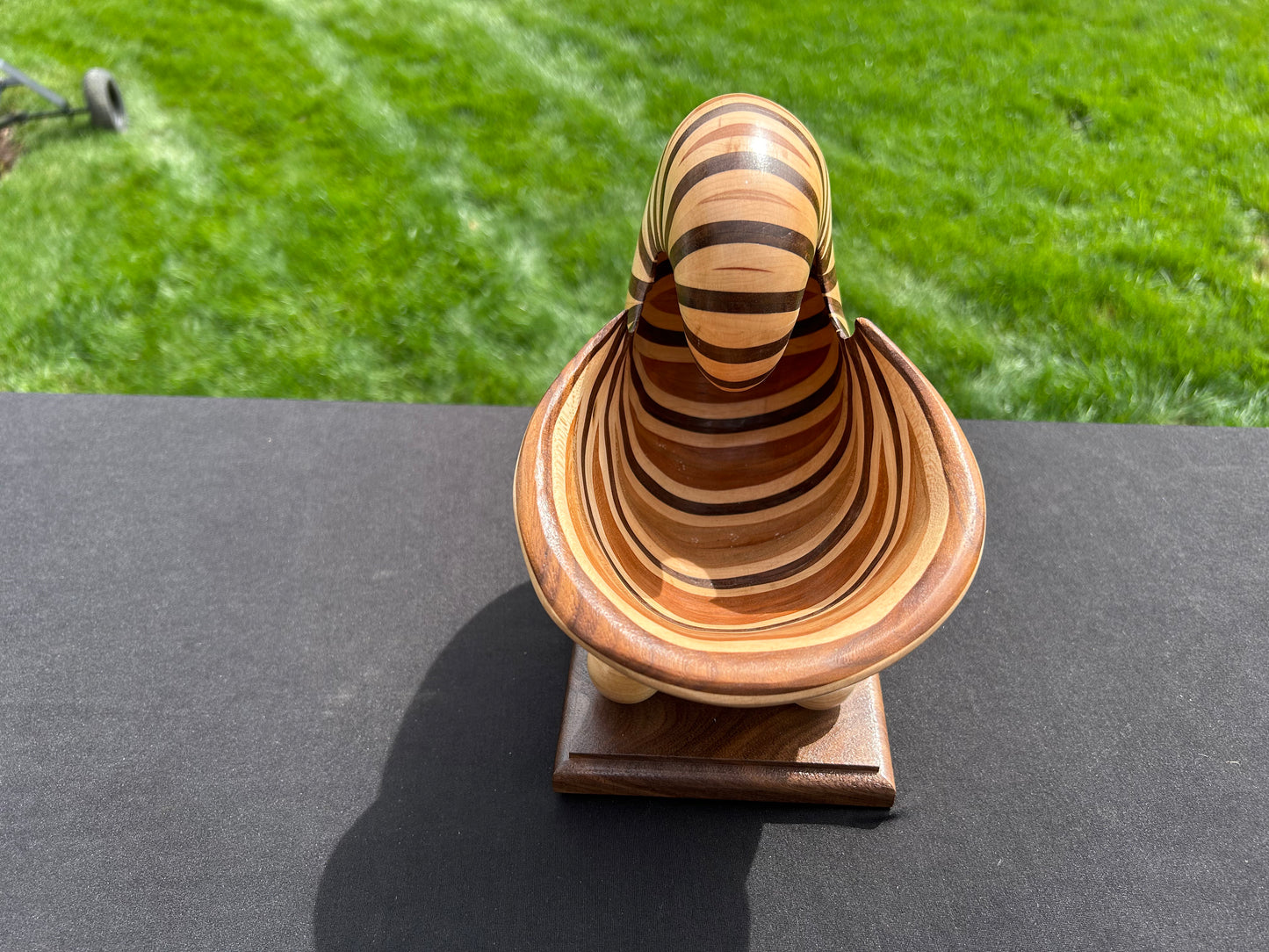 Nautilus Shell