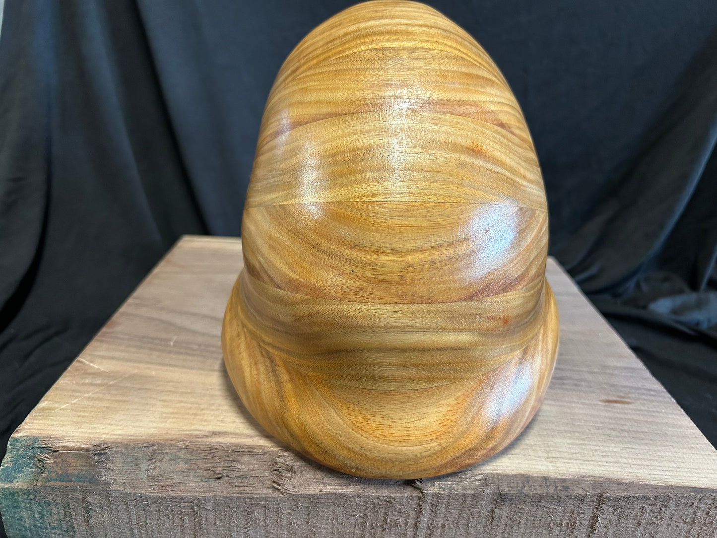 Canary Wood Nautilus Shell