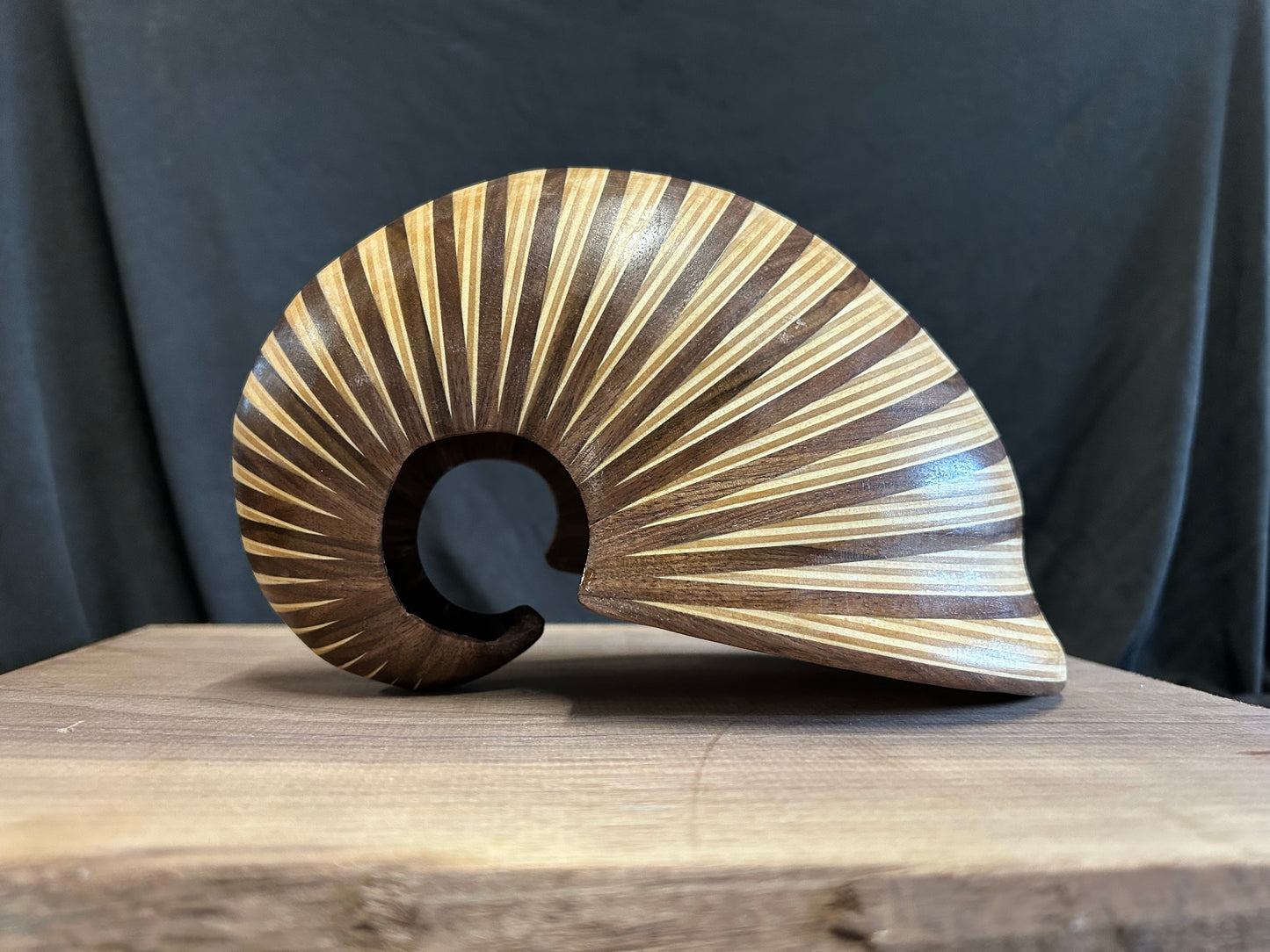 Walnut and Baltic Birch Nautilus Shell