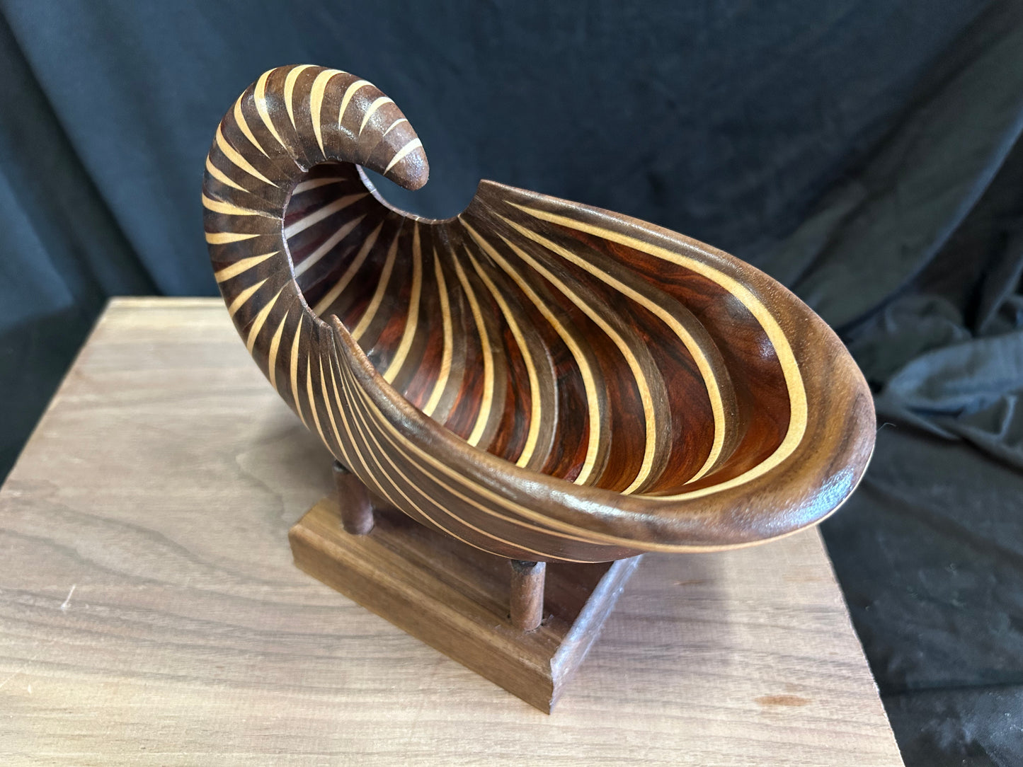 Nautilus Shell