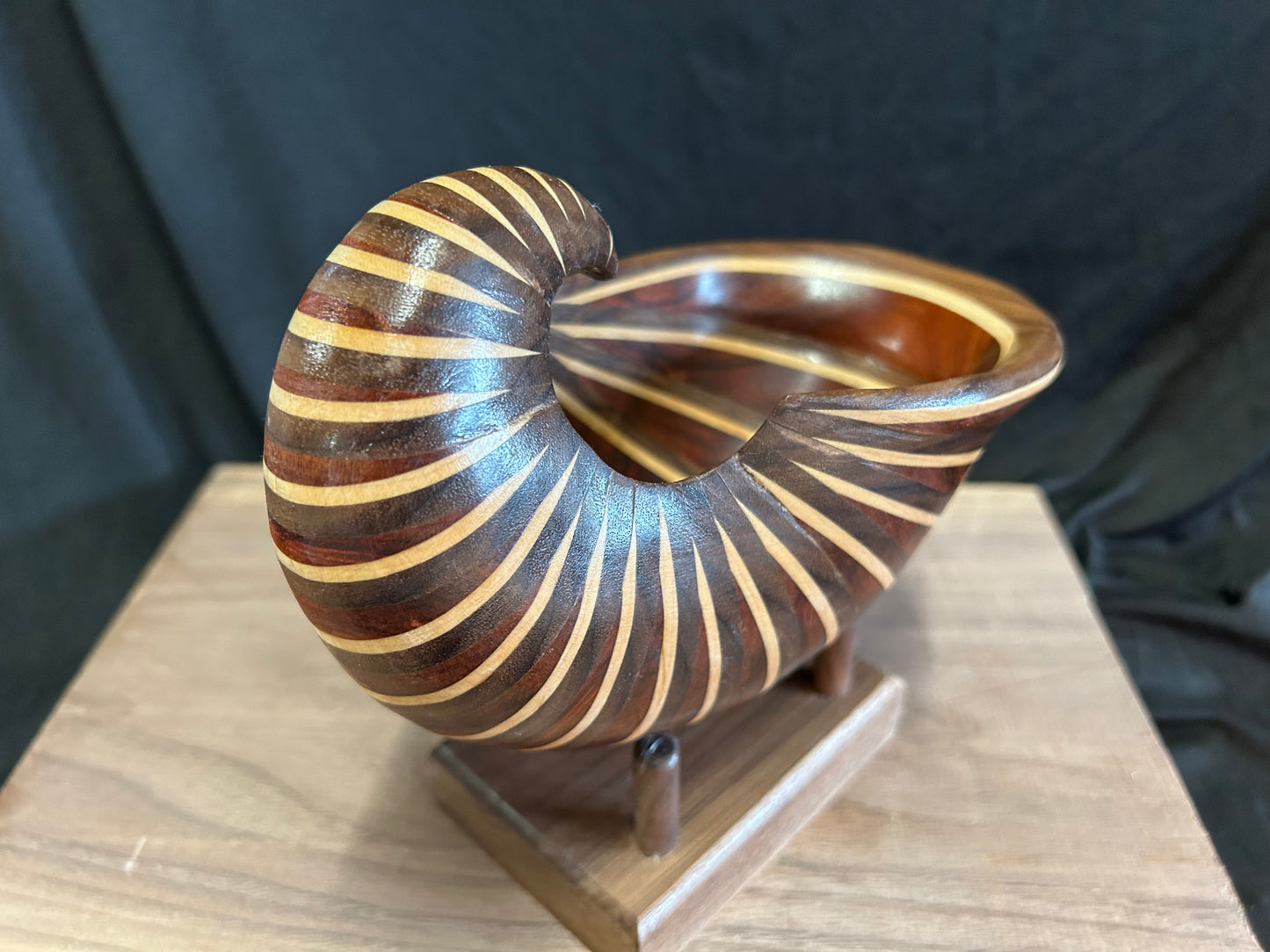 Nautilus Shell