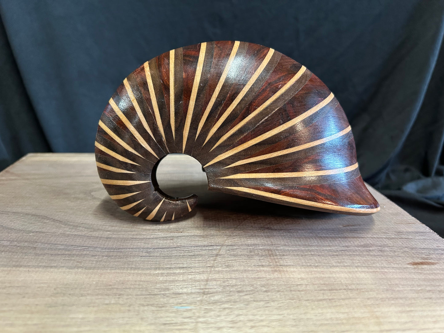 Nautilus Shell