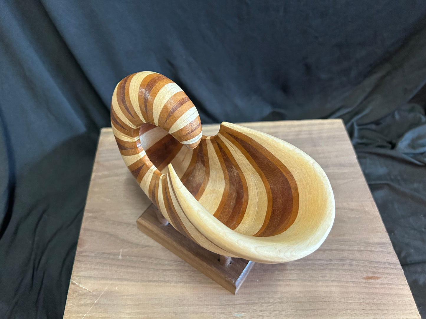 Nautilus Shell