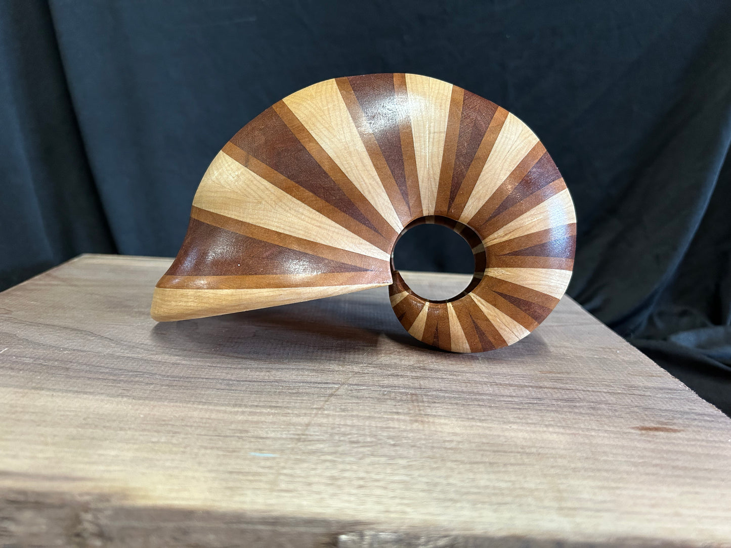 Nautilus Shell