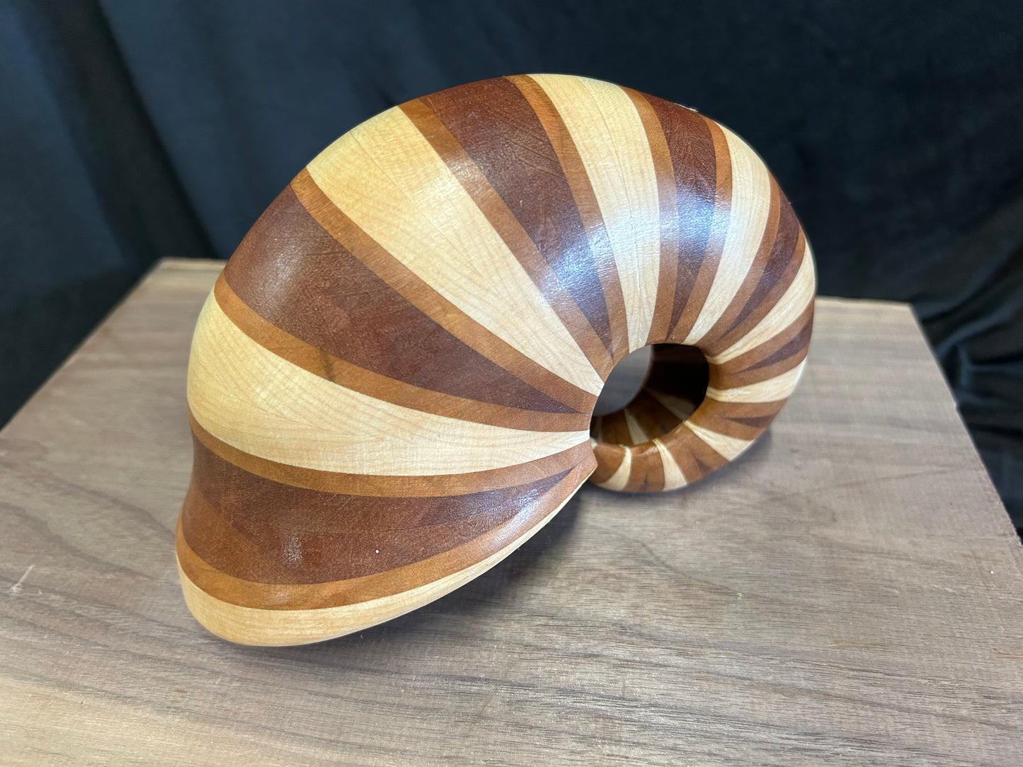 Nautilus Shell